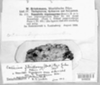 Tylospora fibrillosa image